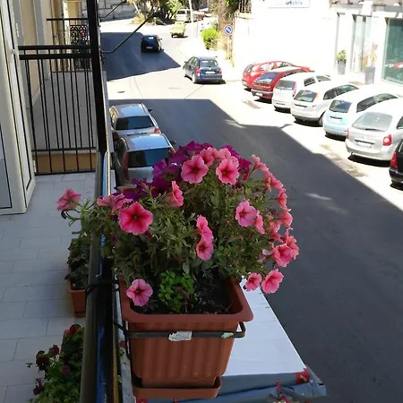 Palmintelli